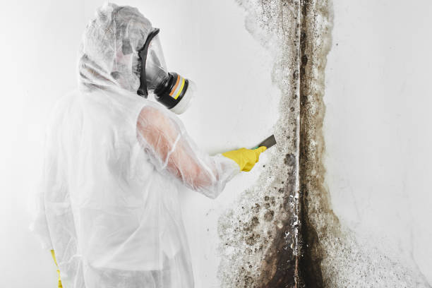 Best Best Mold Removal Companies  in Summit View, WA