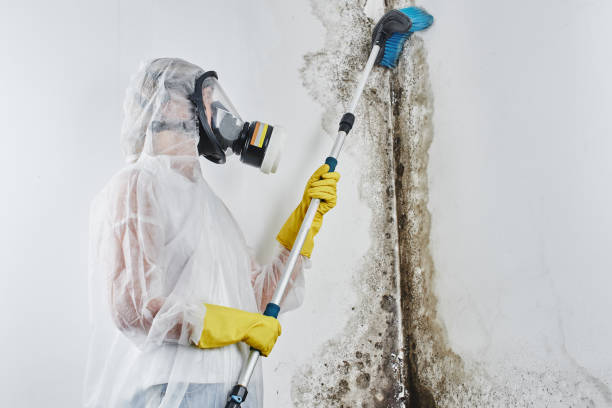 Best Commercial Mold Removal  in Summit View, WA