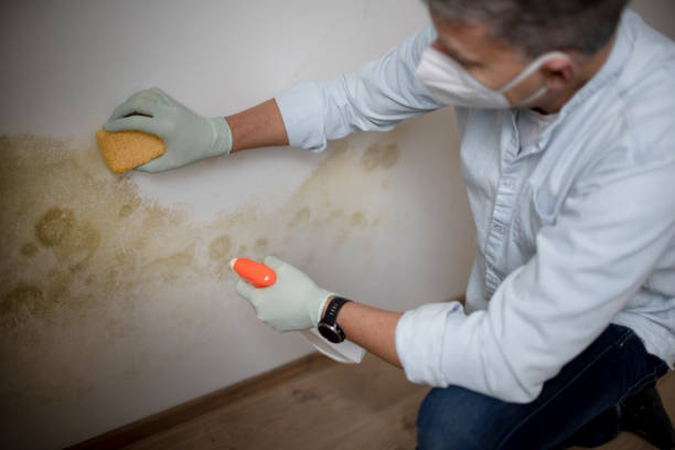 Best Mold Remediation  in Summit View, WA