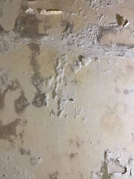 Best Office Mold Removal Services  in Summit View, WA