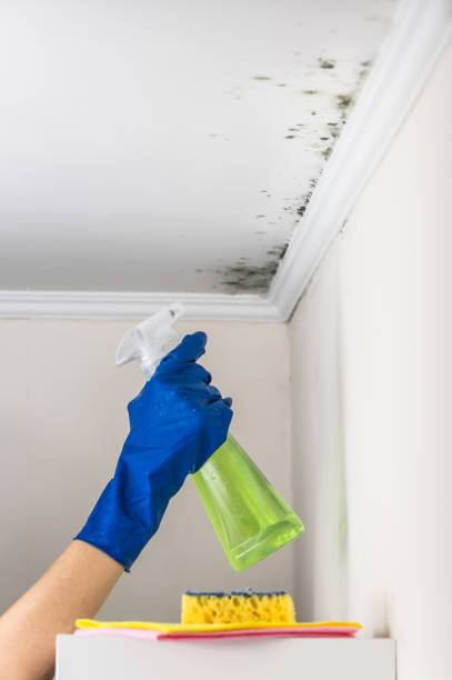 Best Black Mold Removal  in Summit View, WA