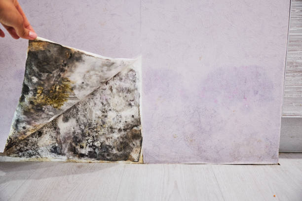 Attic Mold Removal in Summit View, WA